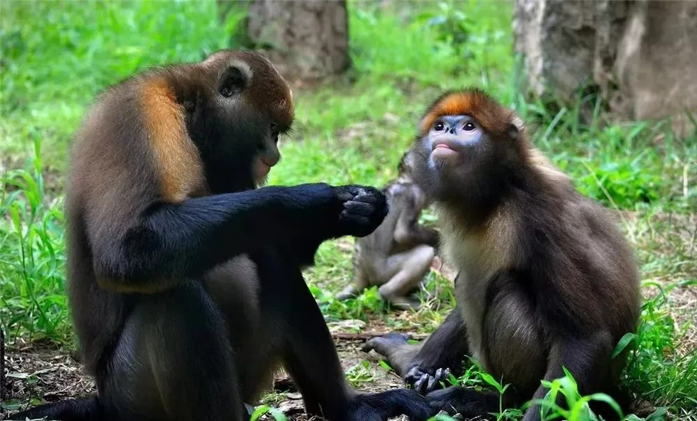 Guizhou Snub-nosed Monkey