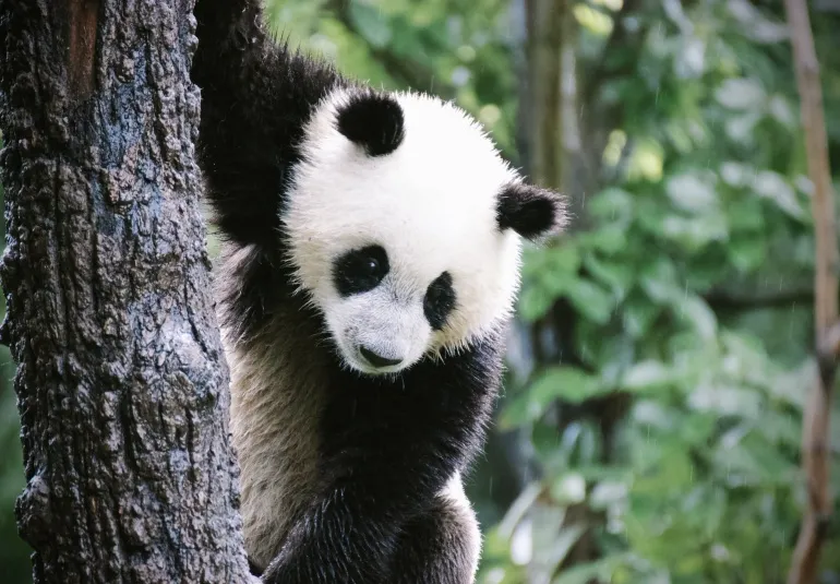 Exploring the Panda National Park Sichuan-Chengdu-Xi'an