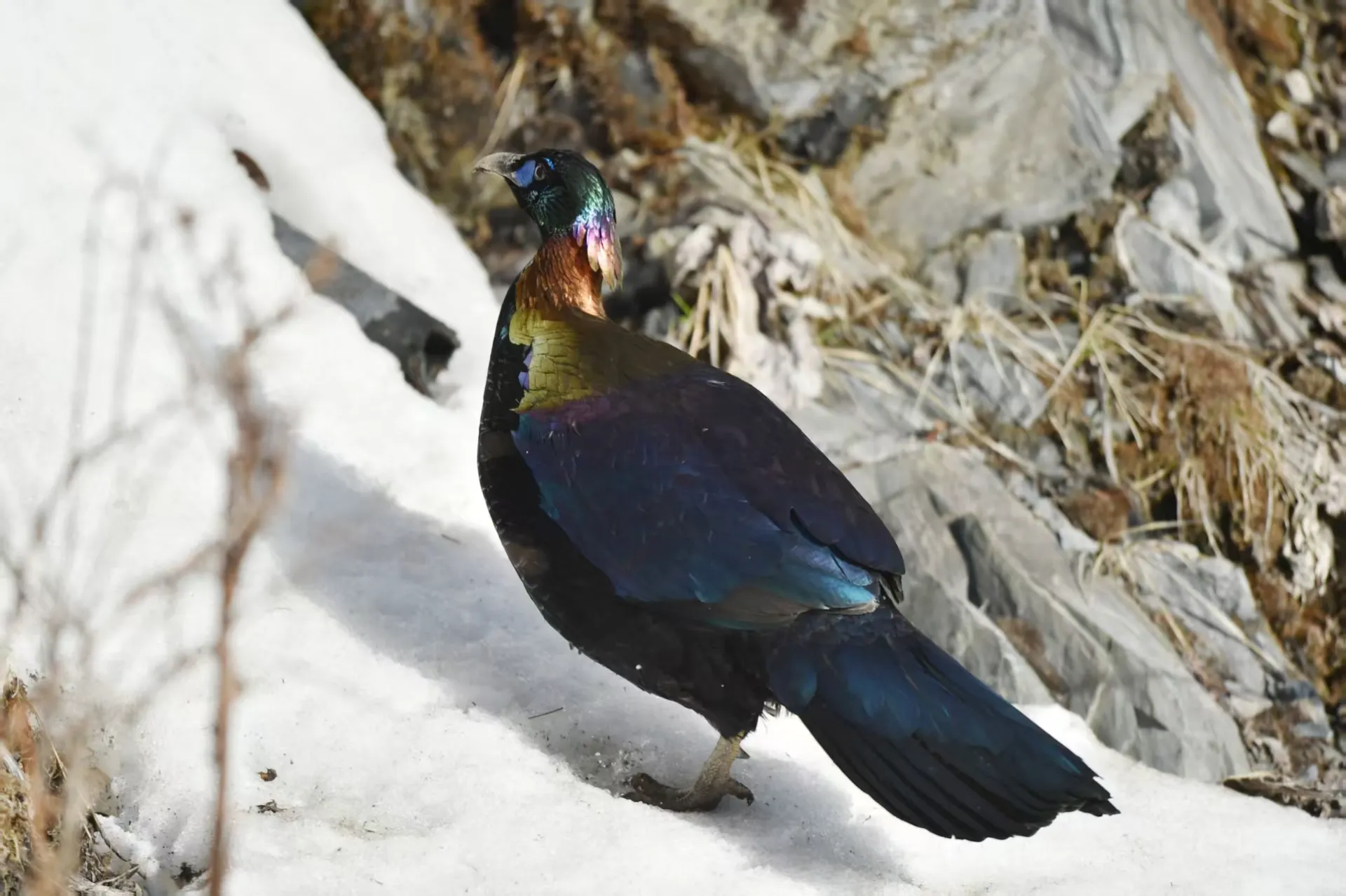 Sichuan, China: A Gathering Place for Pheasants