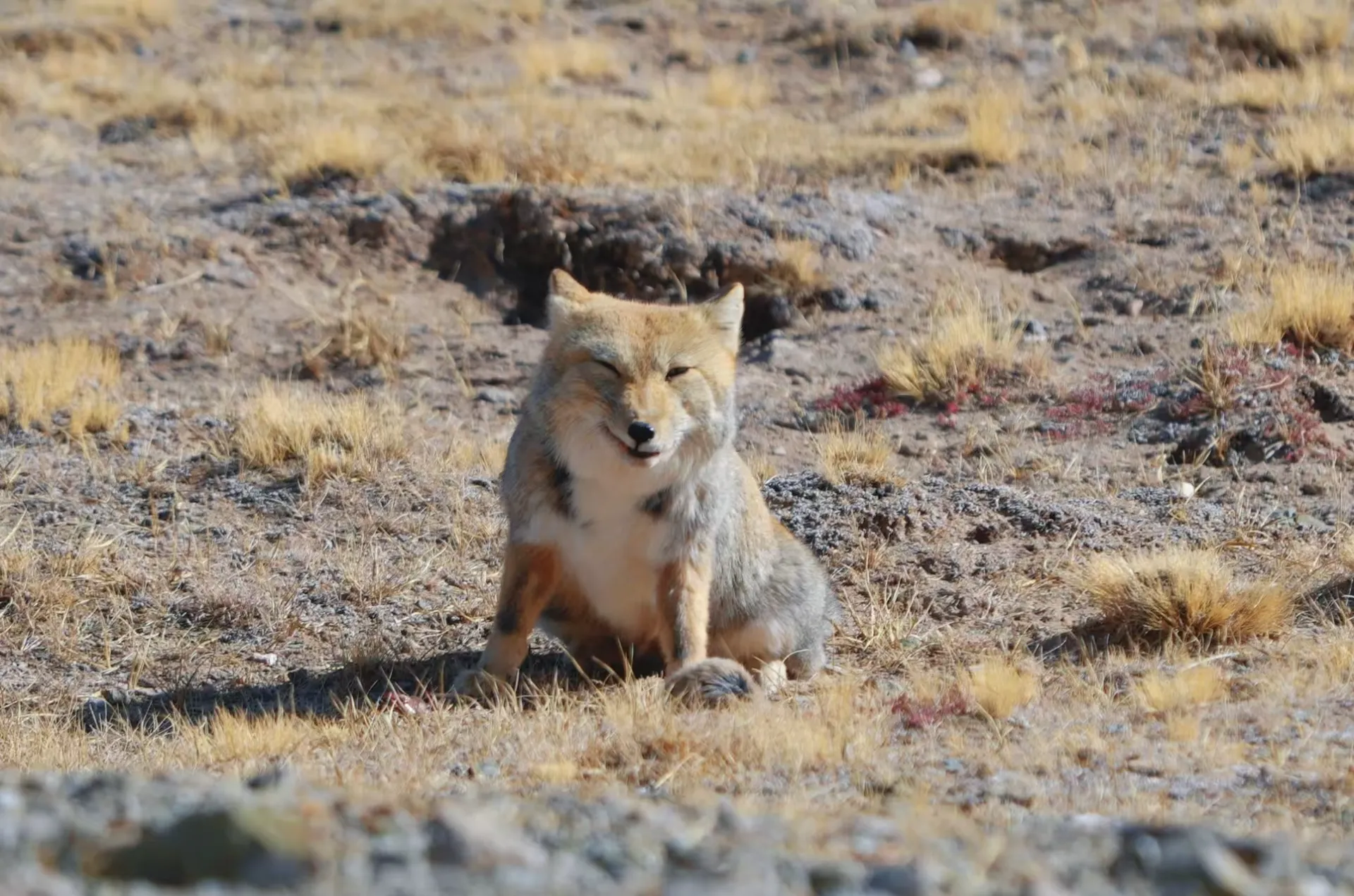 I happened to encounter Tibetan fox hunting on the Qinghai-Tinbetan Plateau
