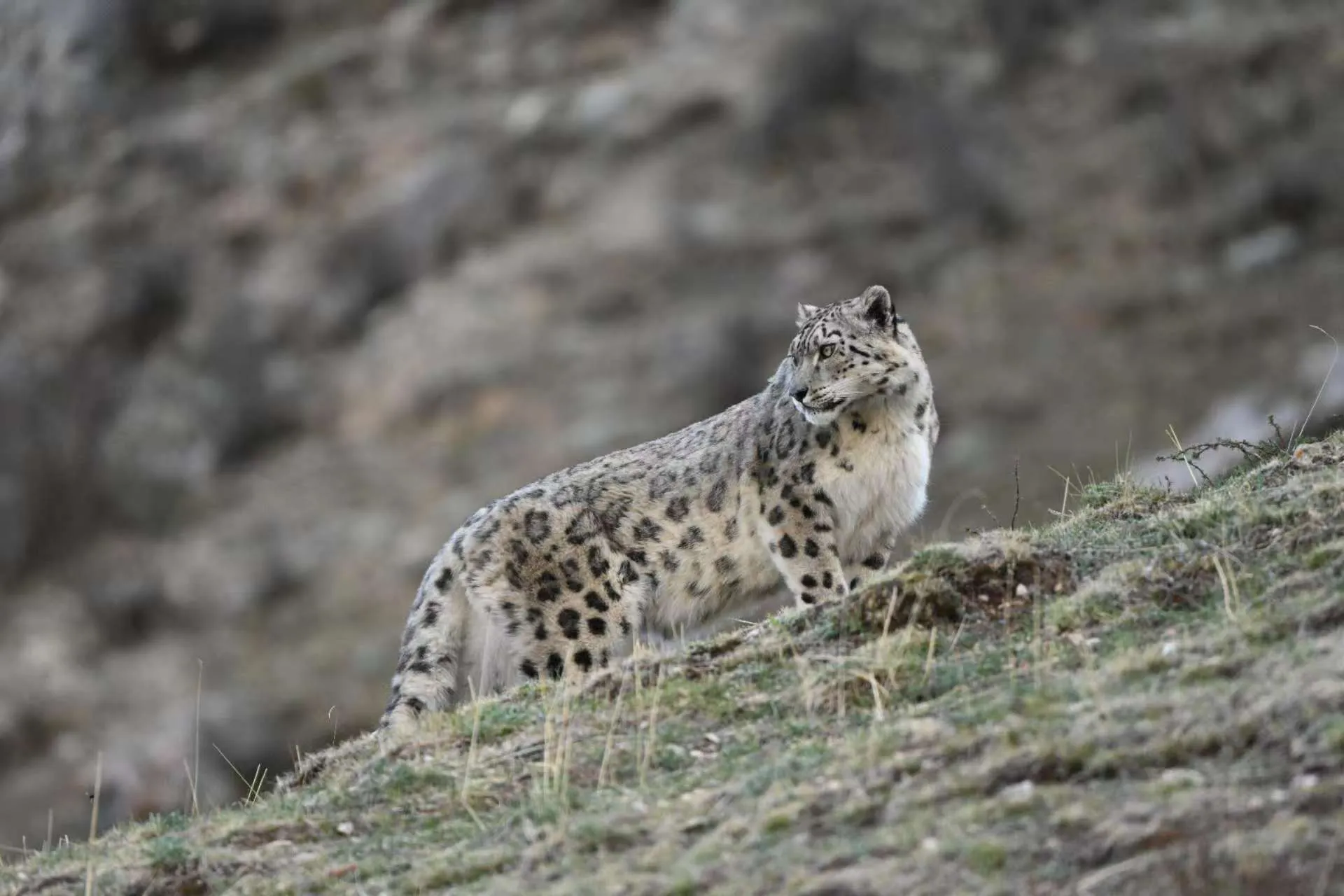 Drolma, the Snow Leopard Queen